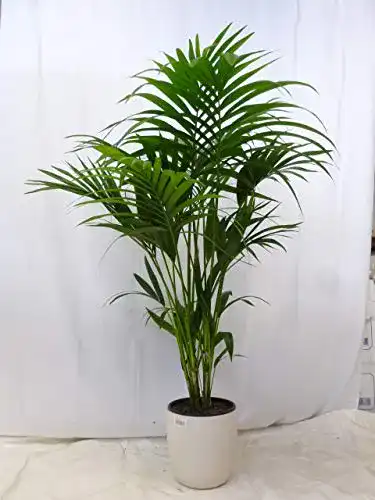 Kentia-Palme PalmenLager.de Howea forsteriana 120 cm