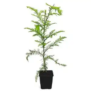 Mammutbaum Seedeo ® Küsten – Pflanze ca. 20 cm – 30 cm hoch