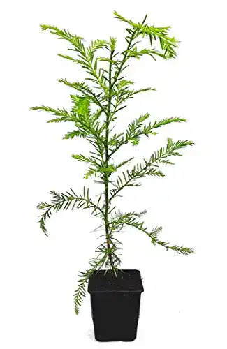 Mammutbaum Seedeo ® Küsten – Pflanze ca. 20 cm – 30 cm hoch