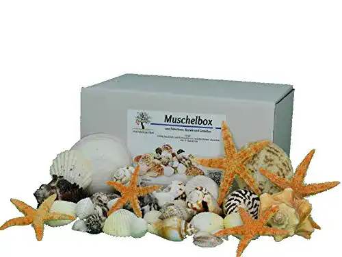 Dekomuscheln meindekoartikel DEKOMUSCHEL BOX – 1000g Bunter-Mix