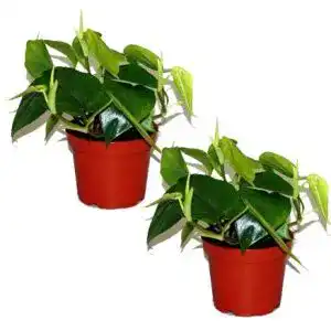 Philodendron unsere-gaertnerei-mueller Kletter, rankend
