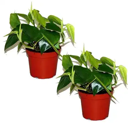 Philodendron unsere-gaertnerei-mueller Kletter, rankend