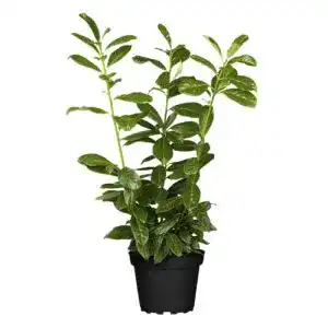 Kirschlorbeer PlantaPro Heckenpflanzen Prunus lauroc. ‘Novita’