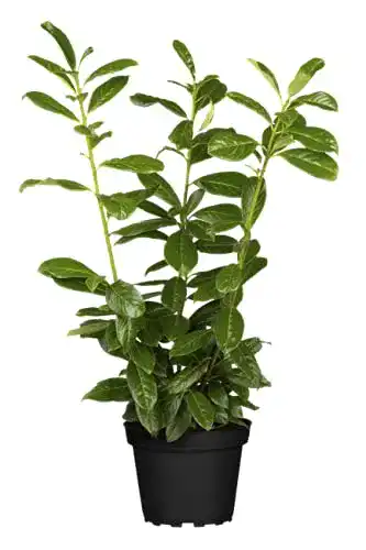 Kirschlorbeer PlantaPro Heckenpflanzen Prunus lauroc. ‘Novita’