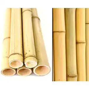 Bambusrohre bambus-discount.com 10er Set Bambusrohr gelb