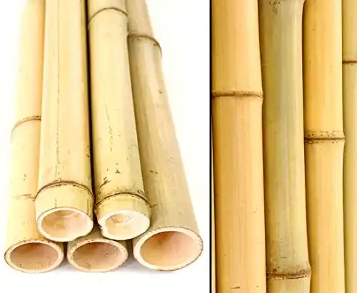 Bambusrohre bambus-discount.com 10er Set Bambusrohr gelb
