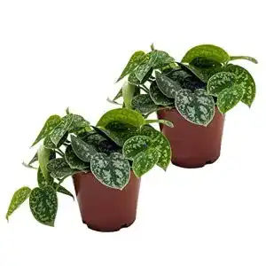 Efeutute unsere-gaertnerei-mueller, Scindapsus, Sorte: Pictus