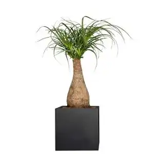 Elefantenfuß-Pflanze Pflanzwerk ® Pflanzkübel, 70-75cm