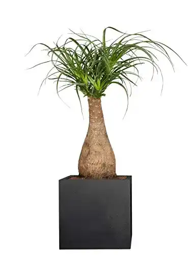Die beste Elefantenfuß-Pflanze Pflanzwerk ® Pflanzkübel, 70-75cm 2026 Test Bestseller Elefantenfuß-Pflanze Pflanzwerk ® Pflanzkübel, 70-75cm