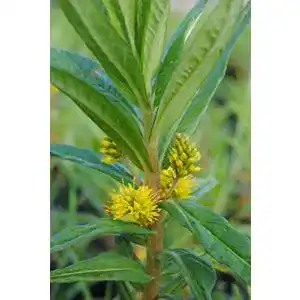 Gilbweiderich PlantaPro Lysimachia thyrsiflora P 0,5 Straußblütiger