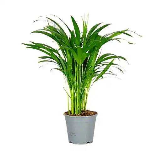 Goldfruchtpalme Bloomique Dypsis, im Gärtnertopf ⌀14 cm