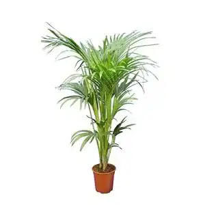Kentia-Palme PflanzenFuchs Kentia Palme Howea Forsteriana