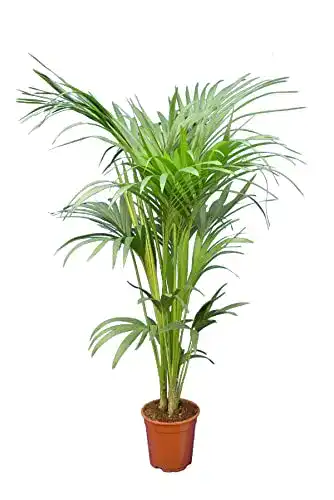 Kentia-Palme PflanzenFuchs Kentia Palme Howea Forsteriana