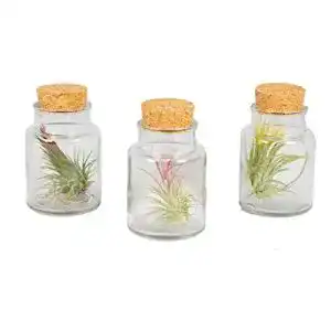 Tillandsien Bloomique Luftpflanzen, Tillandsia Set von 3 Stück