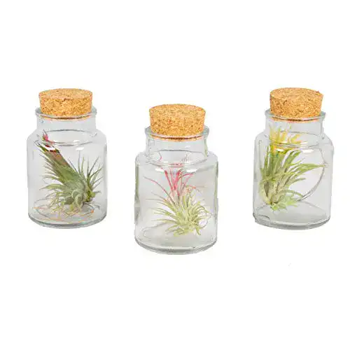Tillandsien Bloomique Luftpflanzen, Tillandsia Set von 3 Stück