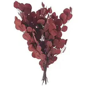 Eukalyptus getrocknet LUOWAN Getrockneter Blumenstrauß