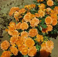 Zwergrose Rosen Union Zwergrose ‘Goldjuwel’ -R-, 4 L Container