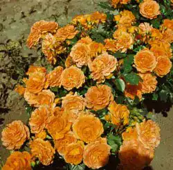 Zwergrose Rosen Union Zwergrose ‘Goldjuwel’ -R-, 4 L Container