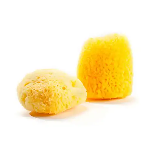 Naturschwamm Grünspecht GRÜNSPECHT Zimocca