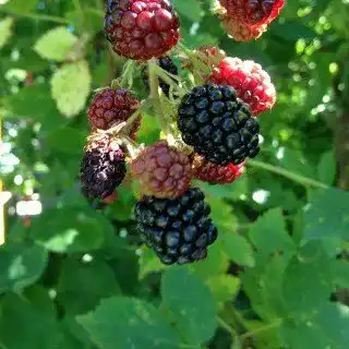 Brombeerstrauch PlantaPro Brombeere ‘Black Satin’ stachellos