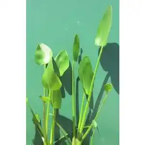 Hechtkraut WFW wasserflora Herzblättriges /Pontederia Cordata