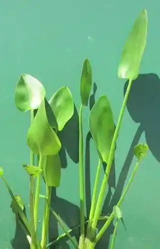 Hechtkraut WFW wasserflora Herzblättriges /Pontederia Cordata