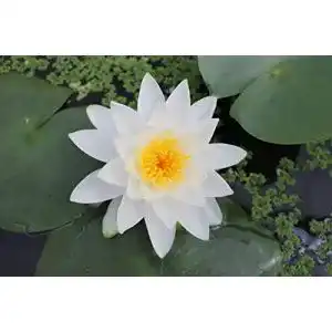 Seerosen Wasserpflanzen Wolff, Nymphaea (Pöstlingberg), weiß
