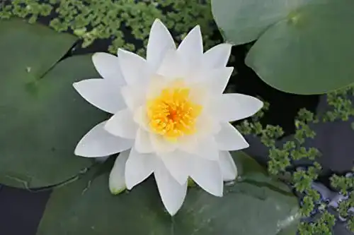 Seerosen Wasserpflanzen Wolff, Nymphaea (Pöstlingberg), weiß