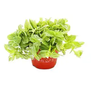 Dreimasterblume exotenherz, Tradescantia fluminensis, Gottesauge