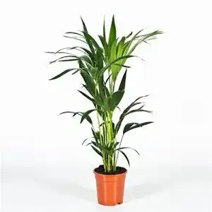 Kentia-Palme Blumen Senf Kentia Palme 110 cm