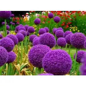 Allium-Zwiebeln Bloom Green Co. 200pcs Riesen Allium