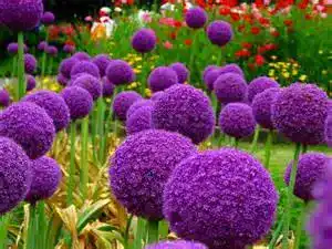 Allium-Zwiebeln Bloom Green Co. 200pcs Riesen Allium