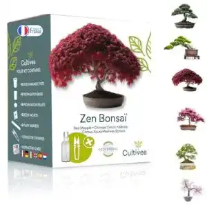 Bonsai-Starter-Kit Cultivea Bonsai Ready-to-Grow Kit