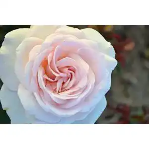 ADR-Rose Rosen Union Duftrose ‘Schloß Ippenburg’ -R-, Duft-Edelrose