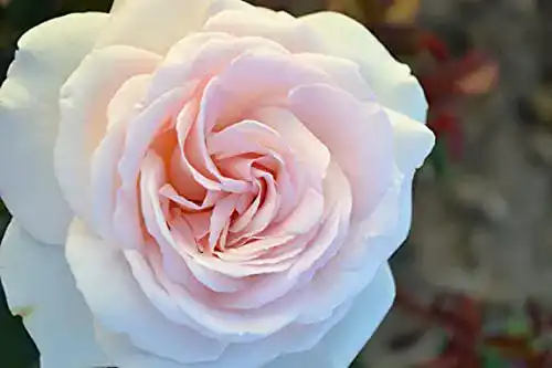 ADR-Rose Rosen Union Duftrose ‘Schloß Ippenburg’ -R-, Duft-Edelrose