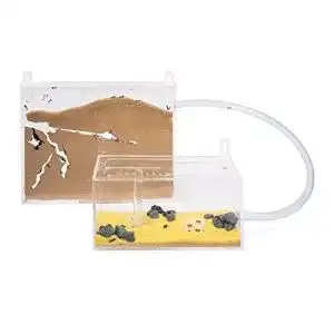 Ameisenfarm AntHouse, natürliche aus Sand, Big Acryl Wandset