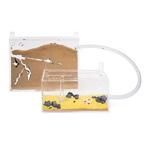Ameisenfarm AntHouse, natürliche aus Sand, Big Acryl Wandset
