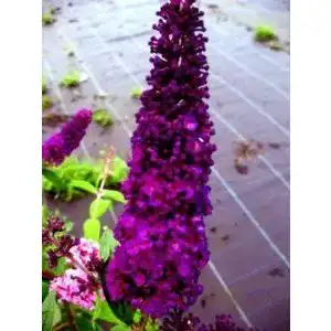 Schmetterlingsstrauch Plantenwelt Wiesmoor Black Knight