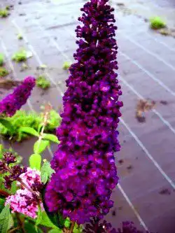 Schmetterlingsstrauch Plantenwelt Wiesmoor Black Knight