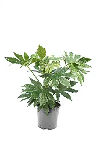 Fatsia Japonica PflanzenFuchs, Spiders Web, 40-60cm