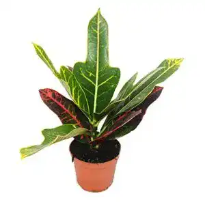 Kroton exotenherz, Croton var., Codiaeum, 9cm Topf