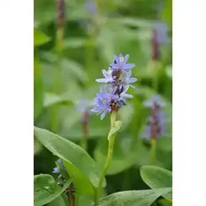 Hechtkraut PlantaPro Pontederia cordata P 0,5 Herzblättrig