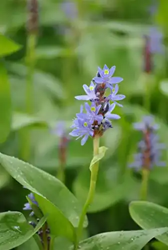 Hechtkraut PlantaPro Pontederia cordata P 0,5 Herzblättrig
