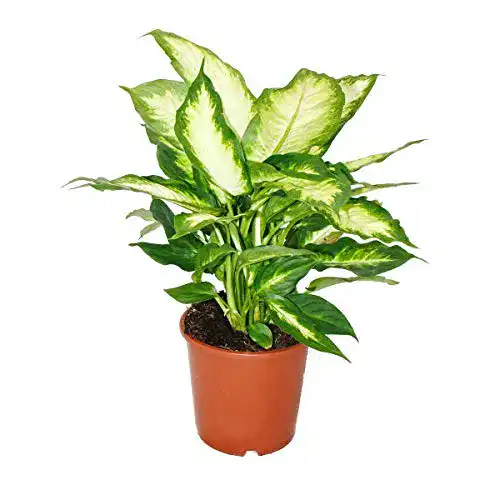 Dieffenbachia exotenherz, Topfpflanze für Anfänger 17cm Topf