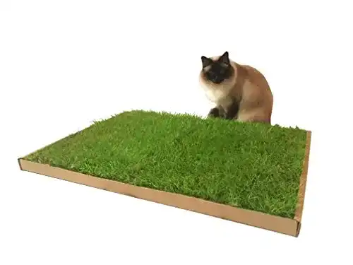 Katzengras CARNILO – Echter, frischer, saftiger Rasen für Katzen