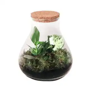 Flaschengarten botanicly DIY Öko: Erlenmeyer Medium, Botanisch