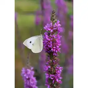 Blutweiderich Wasserpflanzen Wolff – Lythrum salicaria