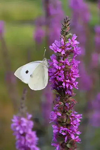 Blutweiderich Wasserpflanzen Wolff – Lythrum salicaria