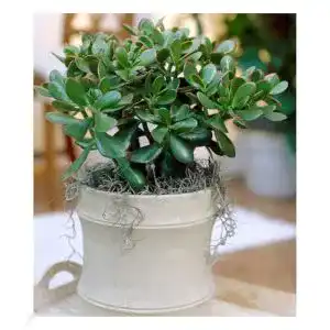 Crassula BALDUR Garten Geldbaum, 1 Zimmerpflanze pflegeleicht