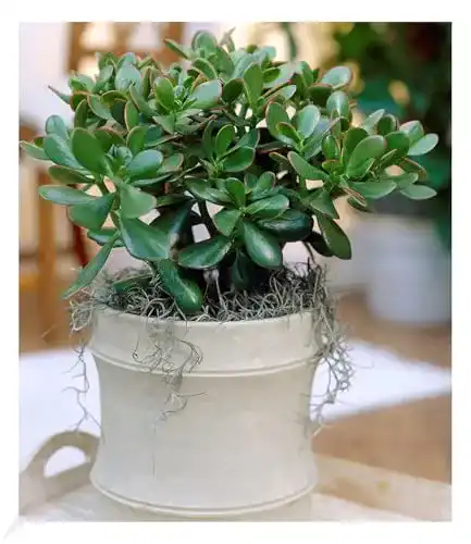 Crassula BALDUR Garten Geldbaum, 1 Zimmerpflanze pflegeleicht